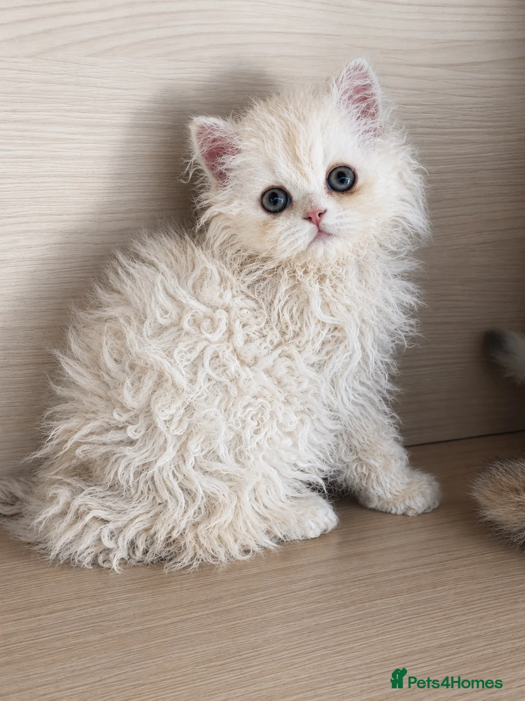 Selkirk Rex cats for sale: Gorgeous Selkirk Rex Kittens- Long Curly hair - Advert 1