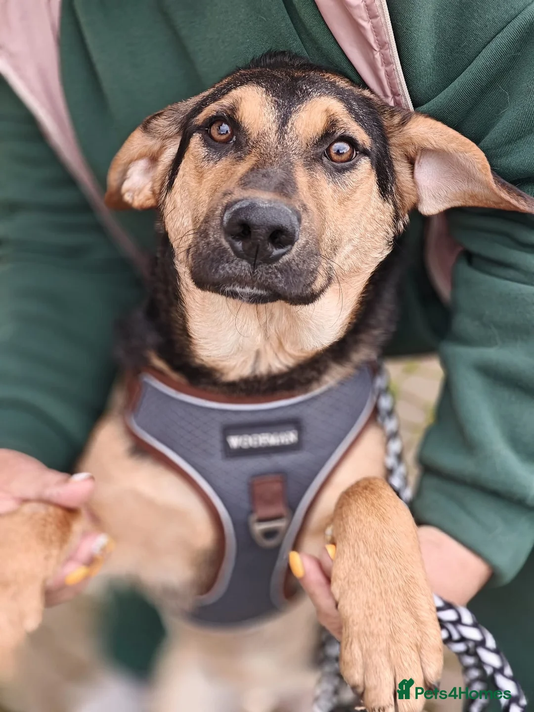 Mixed Breed dogs for adoption: 💙🐶 MARCO – HE LOVES WITH HIS WHOLE HEART - Advert 2