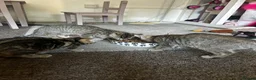 Mixed Breed cats for sale: 3x Tabby’s ready to go - Advert 1