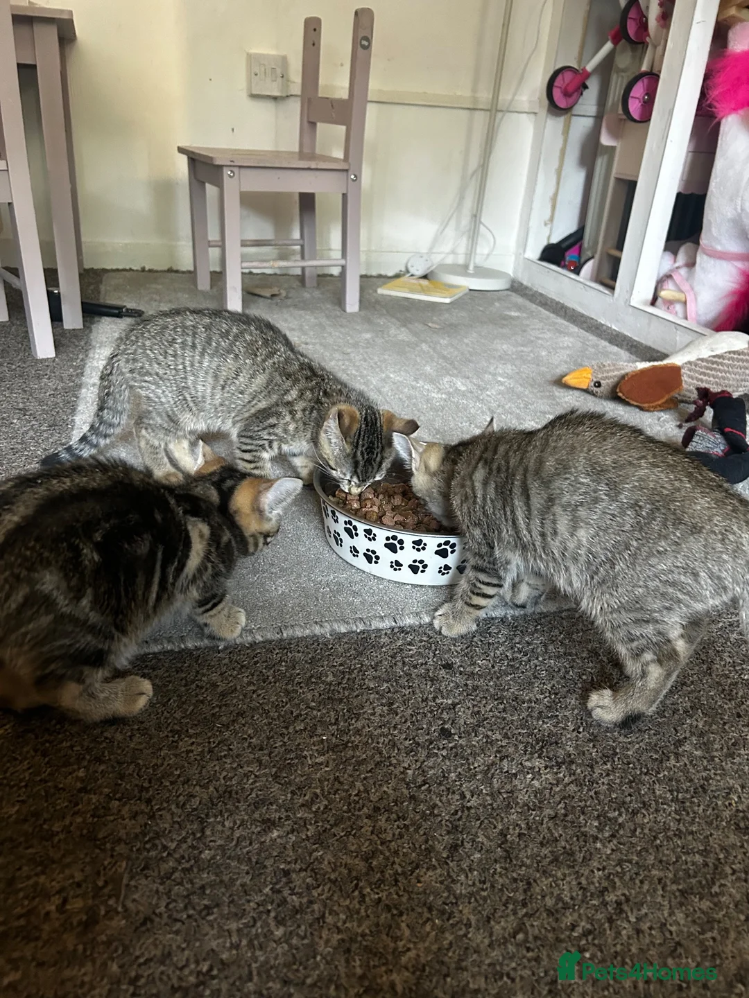 Mixed Breed cats for sale: 3x Tabby’s ready to go - Advert 1