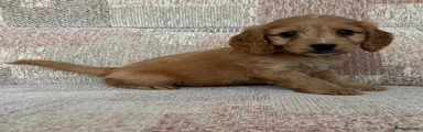 Cockapoo 4