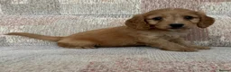 Cockapoo dogs for sale: Cockapoo puppies in Telford - Advert 2