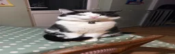 Domestic Shorthair cats for sale: Shorthair kittens  in Sudbury - Advert 10