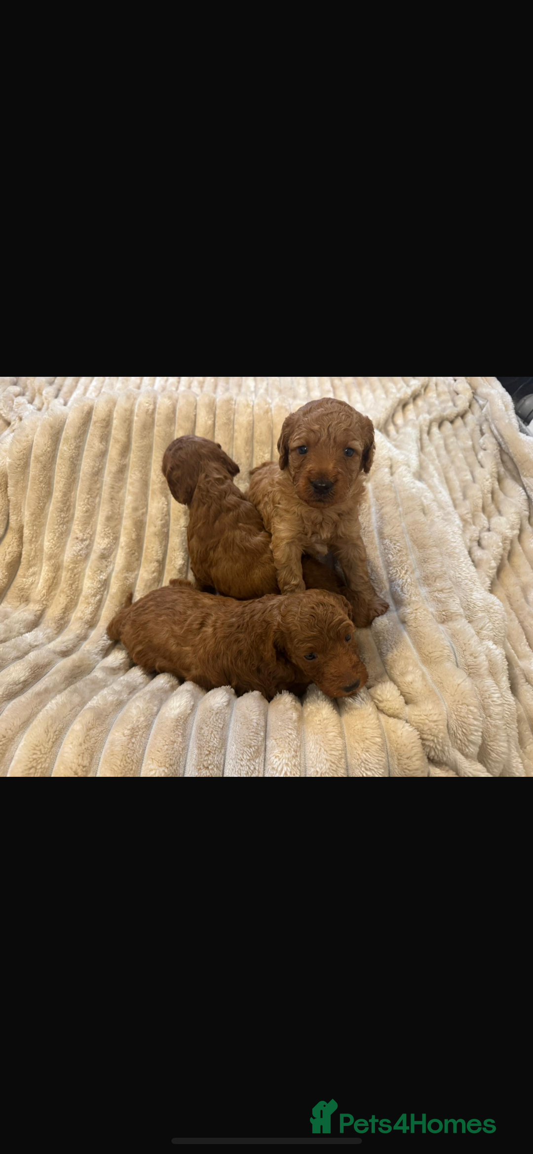 Cockapoo dogs for sale: Beautiful cockapoos  - Image 4