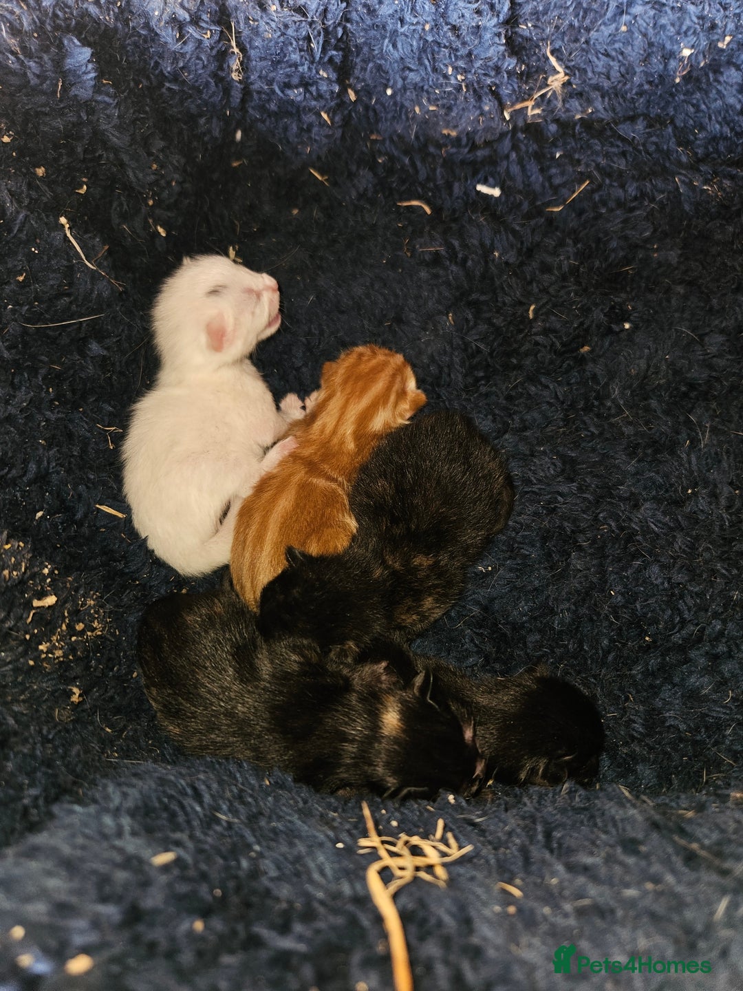 Mixed Breed cats for sale: 3 Female Farm kittens (NOT FERAL) - Image 8