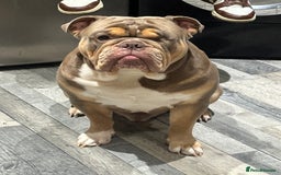 English Bulldog dogs for sale: Lilac & Tan English Bulldog 3 Yr Old MALE - Image 2