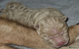 Shar Pei dogs for sale: Male Shar peis - Image 10