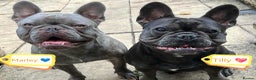 French Bulldog dogs for adoption: ❤️🐶 TILLY & 💙🐶 MARLEY – Two Loving Companions - Advert 3