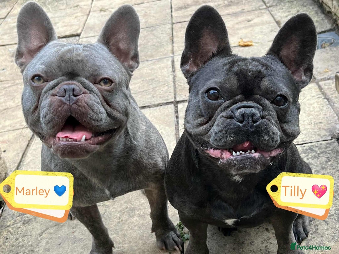 French Bulldog dogs for adoption: ❤️🐶 TILLY & 💙🐶 MARLEY – Two Loving Companions - Advert 3