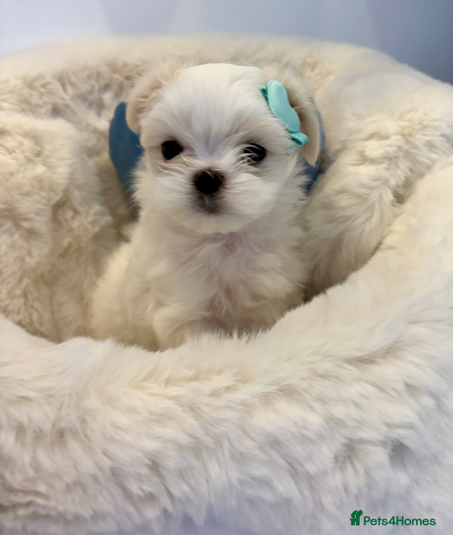 Maltese dogs ✨Beautiful Korean Maltese Puppies🤍 - Advert 2