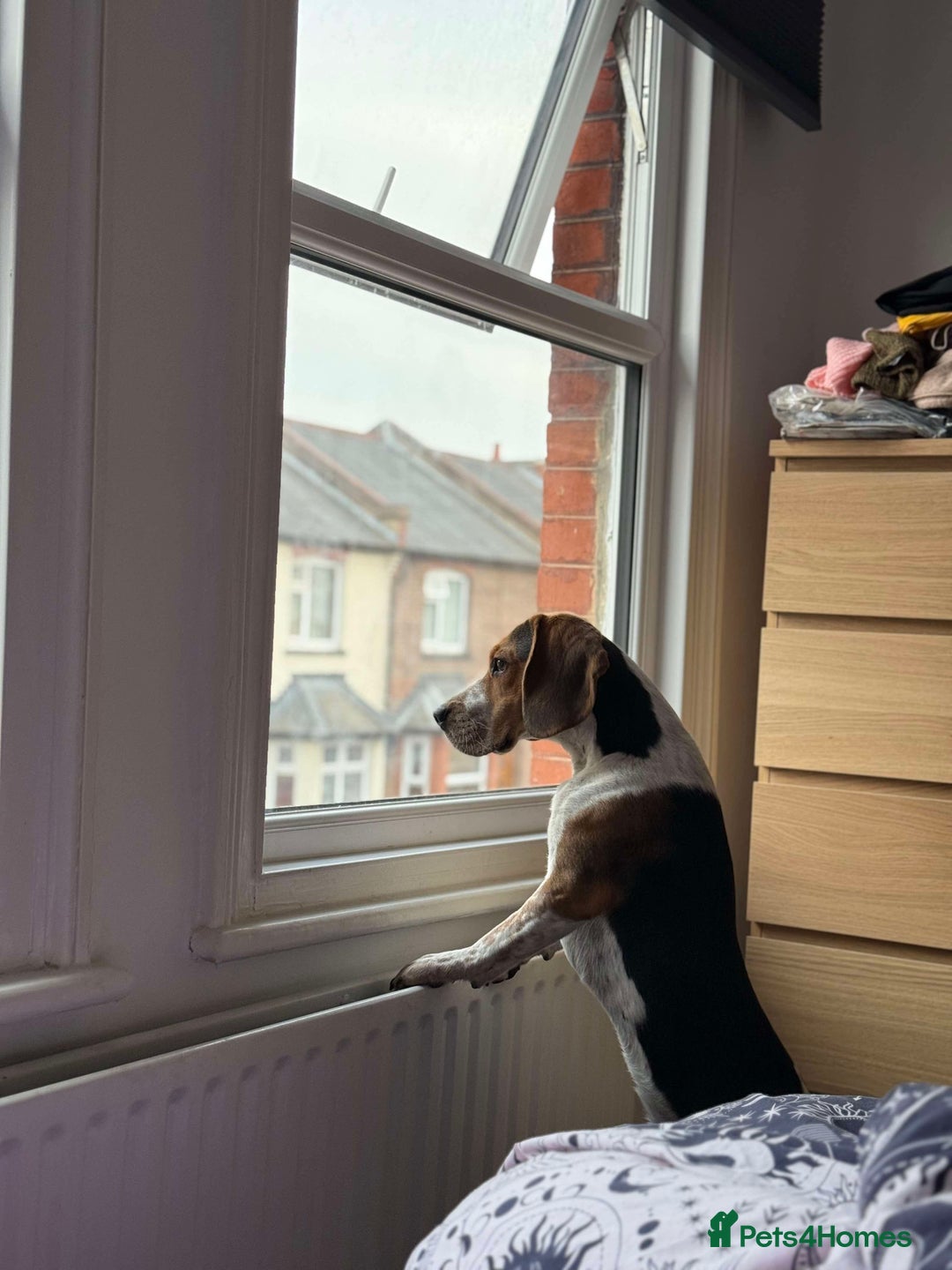 Beagle dogs for sale: Charlie Beagle - Image 6