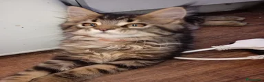 Maine Coon Kitten CELINE