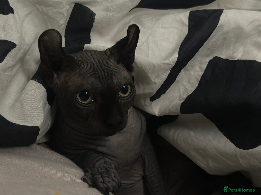 Sphynx cats for stud: Stunning blue Elf - Advert 13