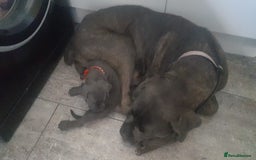 Cane Corso dogs for sale: Cane corso puppies - Image 10