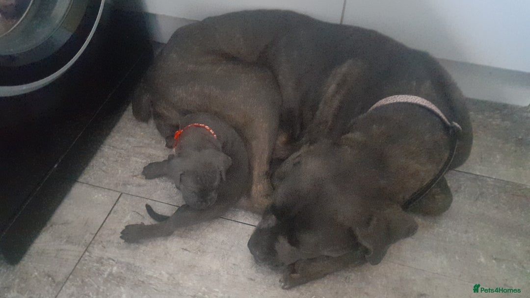 Cane Corso dogs for sale: Cane corso puppies - Image 10