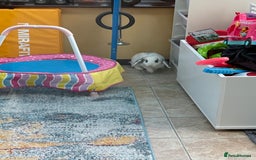 Mini Lop rabbits for sale: 2 male mini lop rabbits to be sold together £60 - Image 2