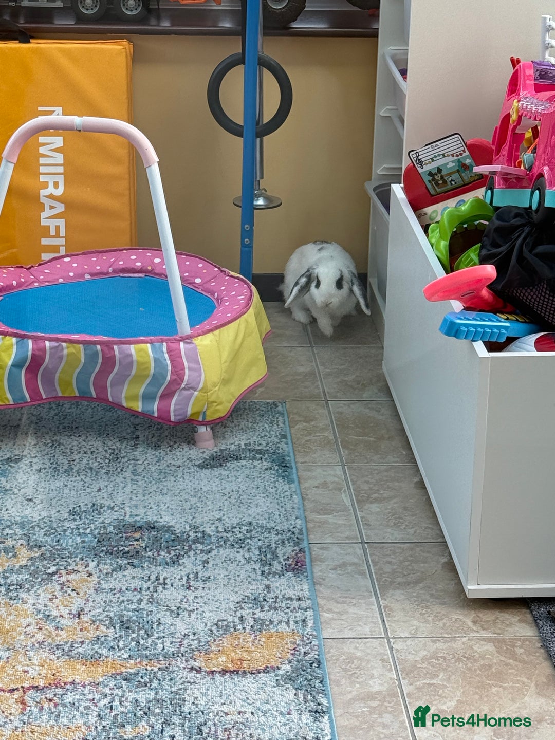 Mini Lop rabbits for sale: 2 male mini lop rabbits to be sold together £60 - Image 2