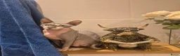 Sphynx cats for sale: sphynx cat for sale in Leeds - Advert 8