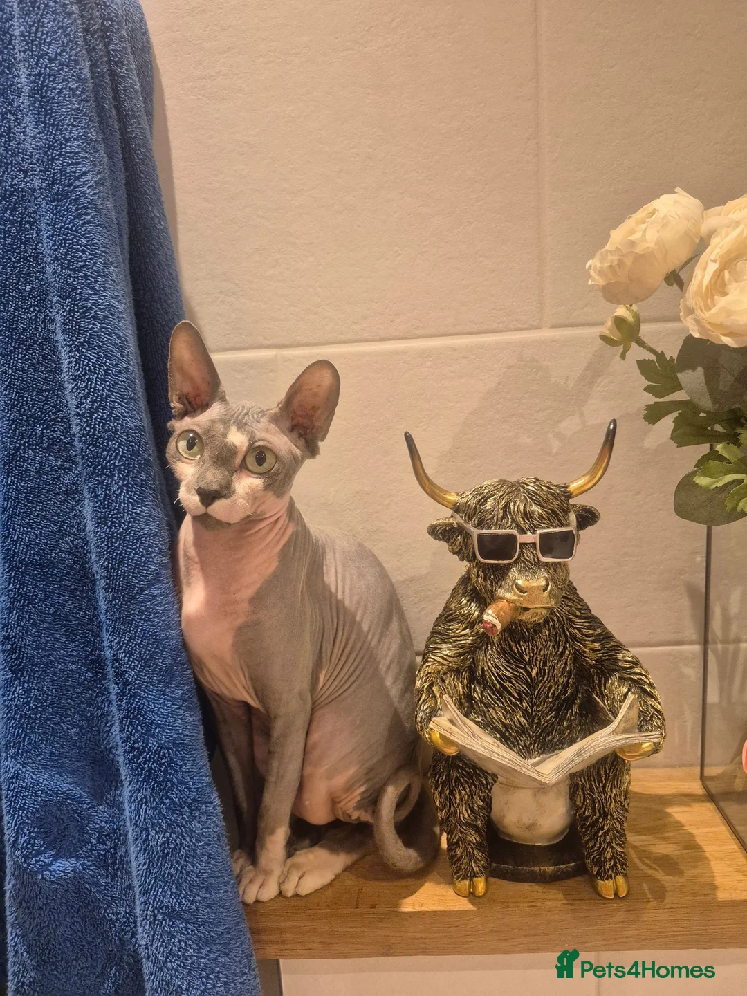 Sphynx cats for sale: sphynx cat for sale in Leeds - Advert 8