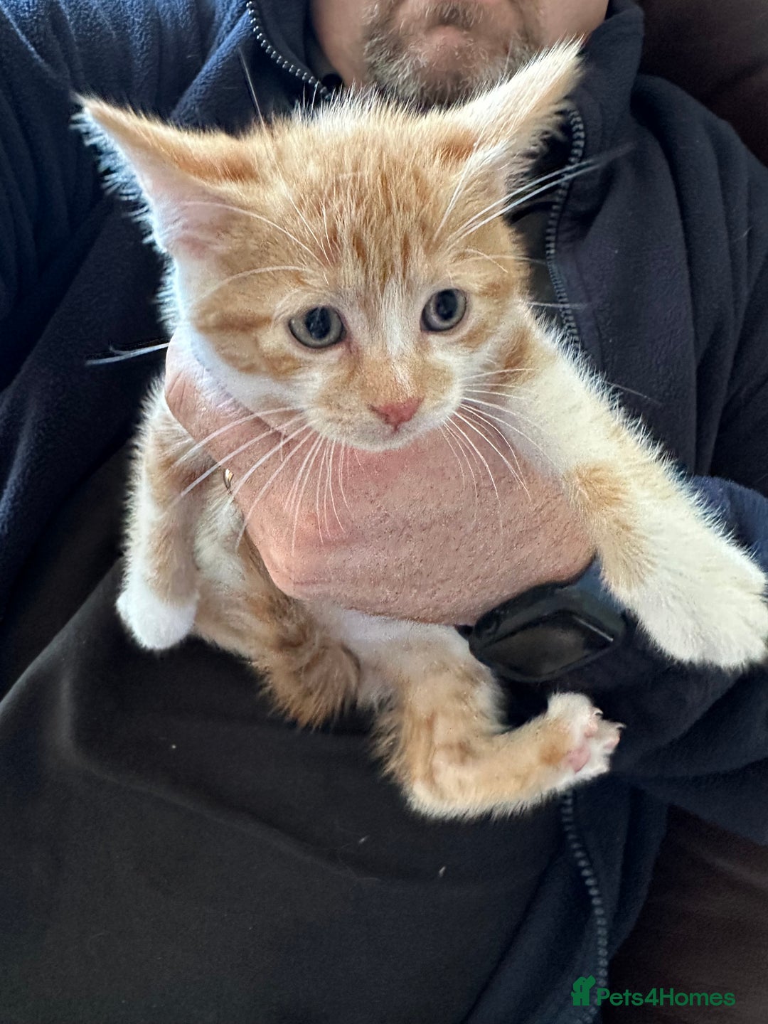 Mixed Breed cats for sale: 4 Beautiful Kittens - Maine Coon Mix - Image 2