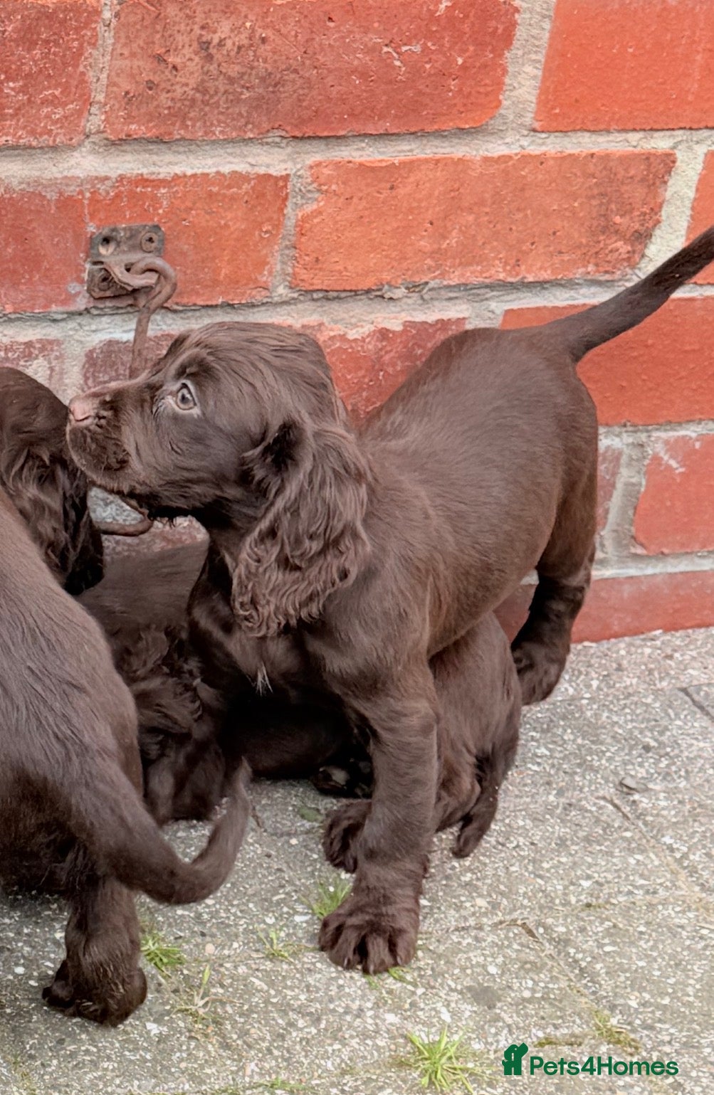 Cocker Spaniel dogs for sale: Cocker spaniel puppies  - Advert 2