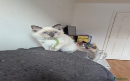 Ragdoll cats for sale:  Ragdoll kittens  - Image 27