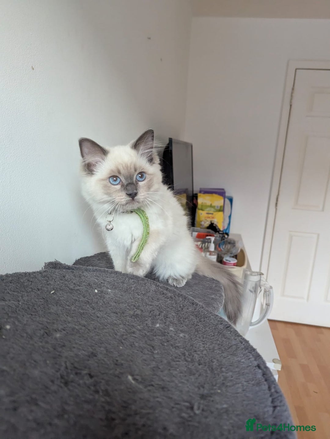 Ragdoll cats for sale:  Ragdoll kittens  - Image 27