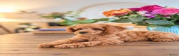Cockapoo dogs for sale: 1 female Cockerpoo fully vaccinated  - Advert 14
