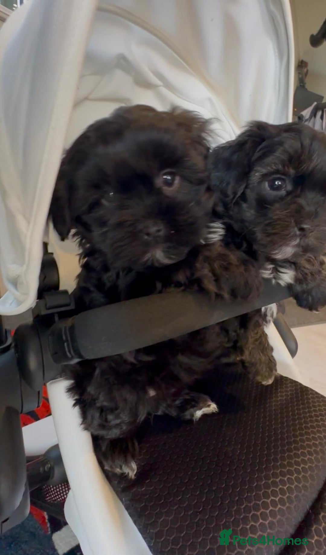 Shih Tzu dogs for sale: Rare imperial black Shih Tzu - Advert 11