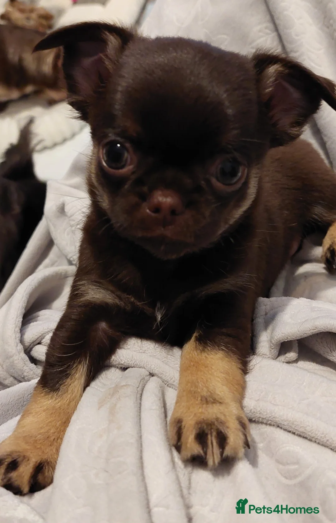 Chihuahua dogs for sale: Superb Chihuahua Pups - Advert 20