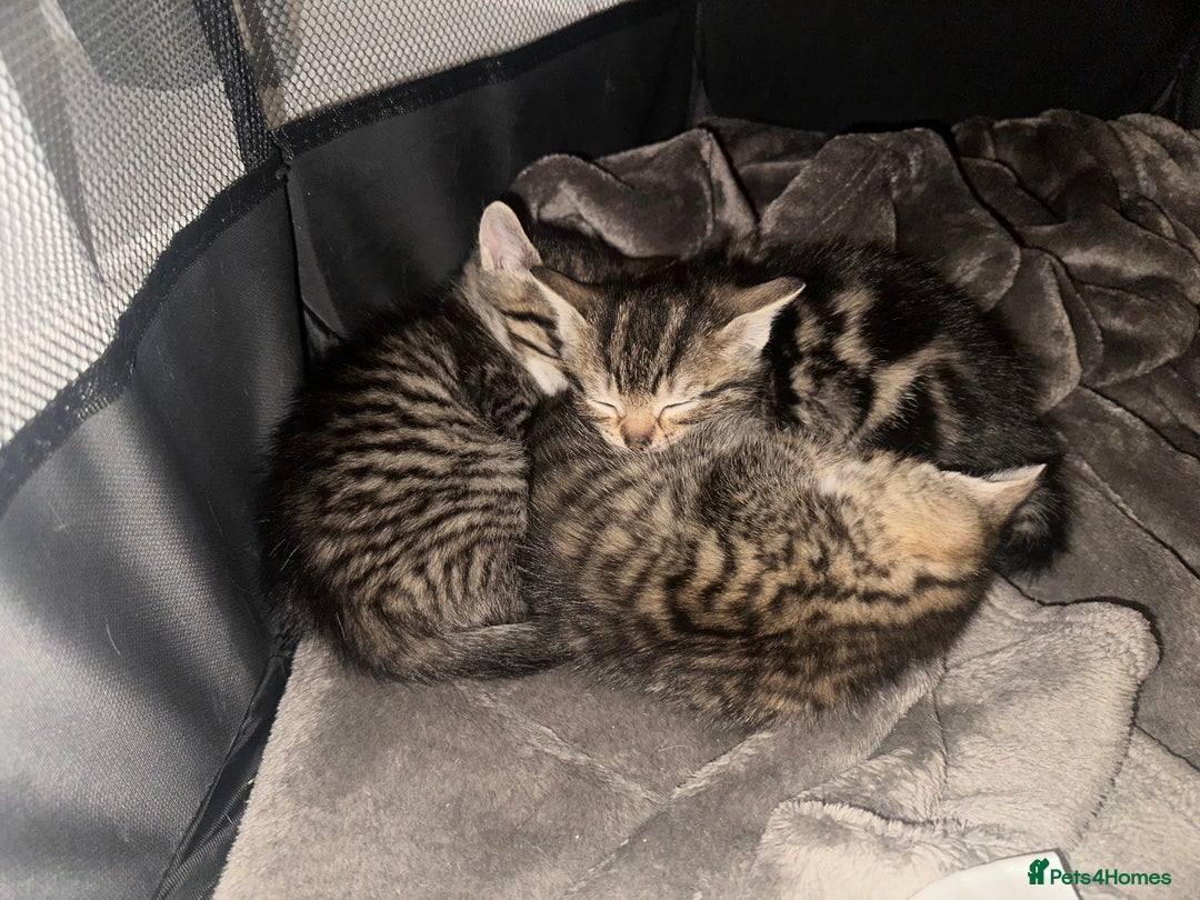 Mixed Breed cats for sale: Female kittens - Advert 5