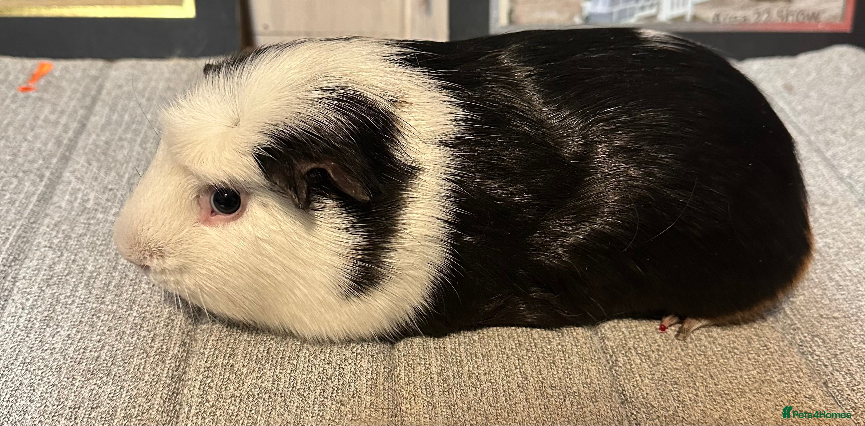 Guinea Pig rodents Bonded pair of boars  - Advert 2