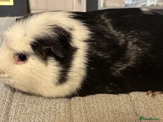 Guinea Pig rodents Bonded pair of boars - Advert 3
