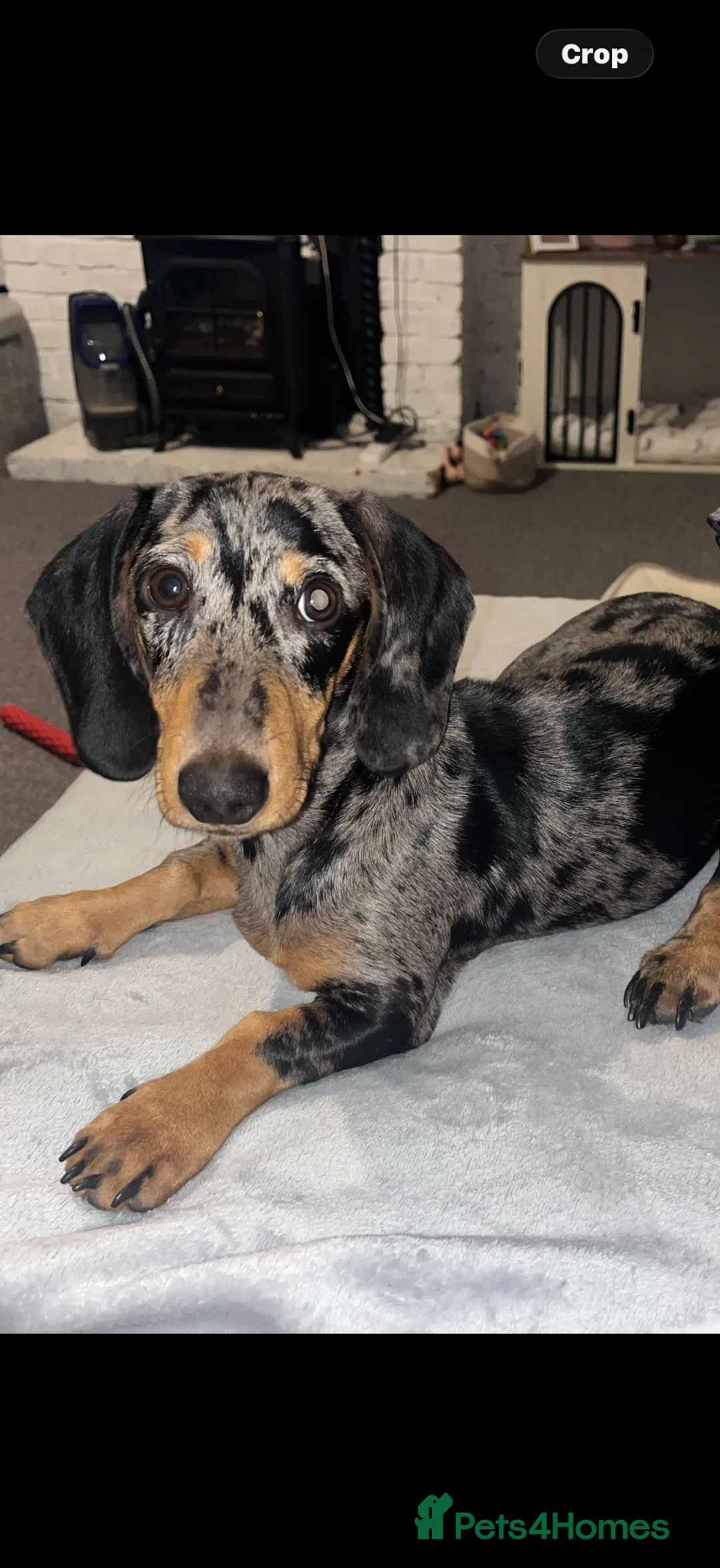 Dachshund dogs for sale: 10month old dachshund  - Advert 1