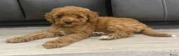 Cavapoo dogs for sale: Cavapoo x toy poodle puppies - Advert 8