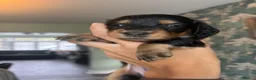 Dachshund dogs for sale: 7 Beautiful Dachshund Puppies - Advert 3