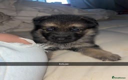 German Shepherd dogs for sale: German shepherd puppies - Image 4