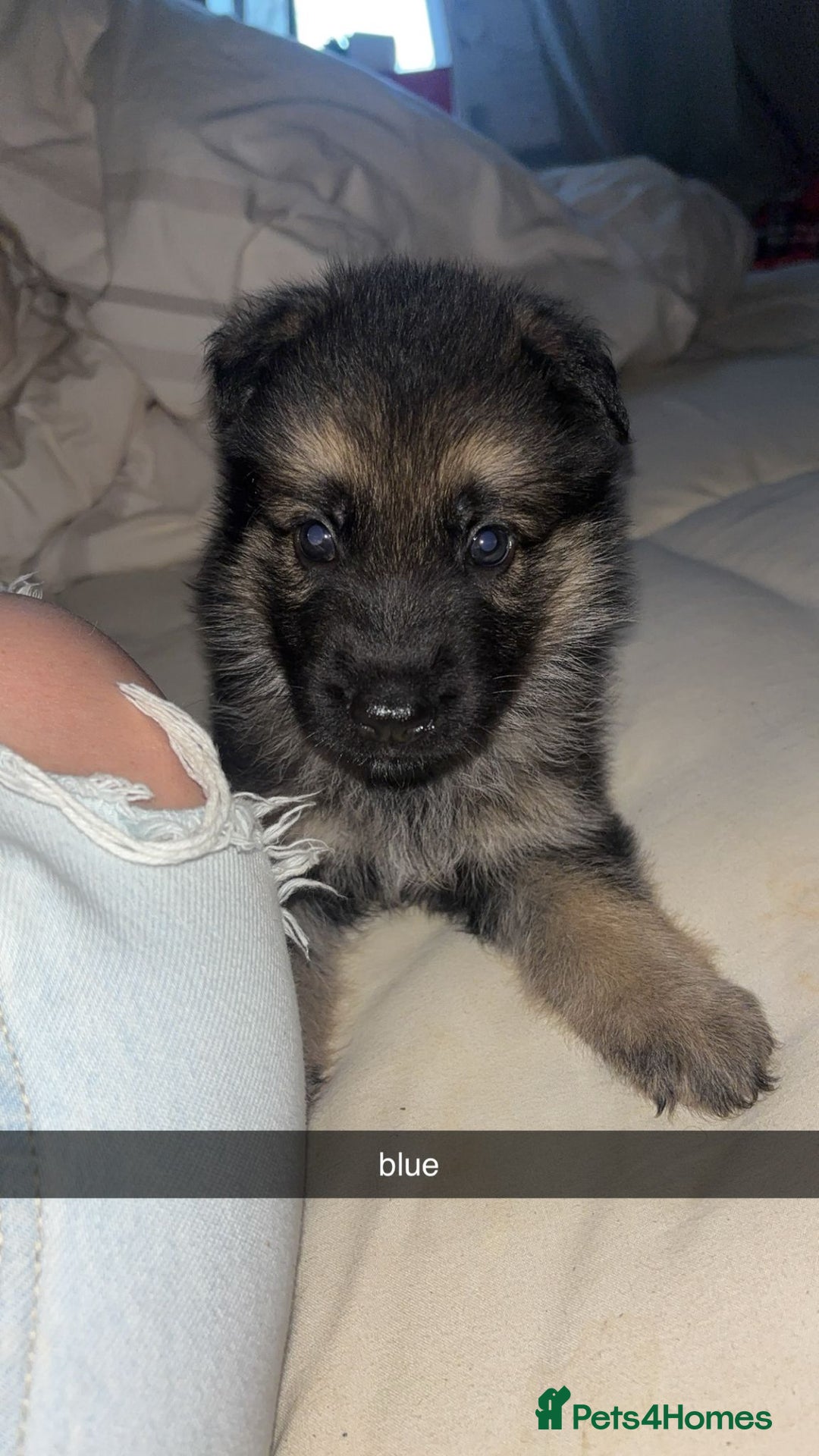German Shepherd dogs for sale: German shepherd puppies - Image 4