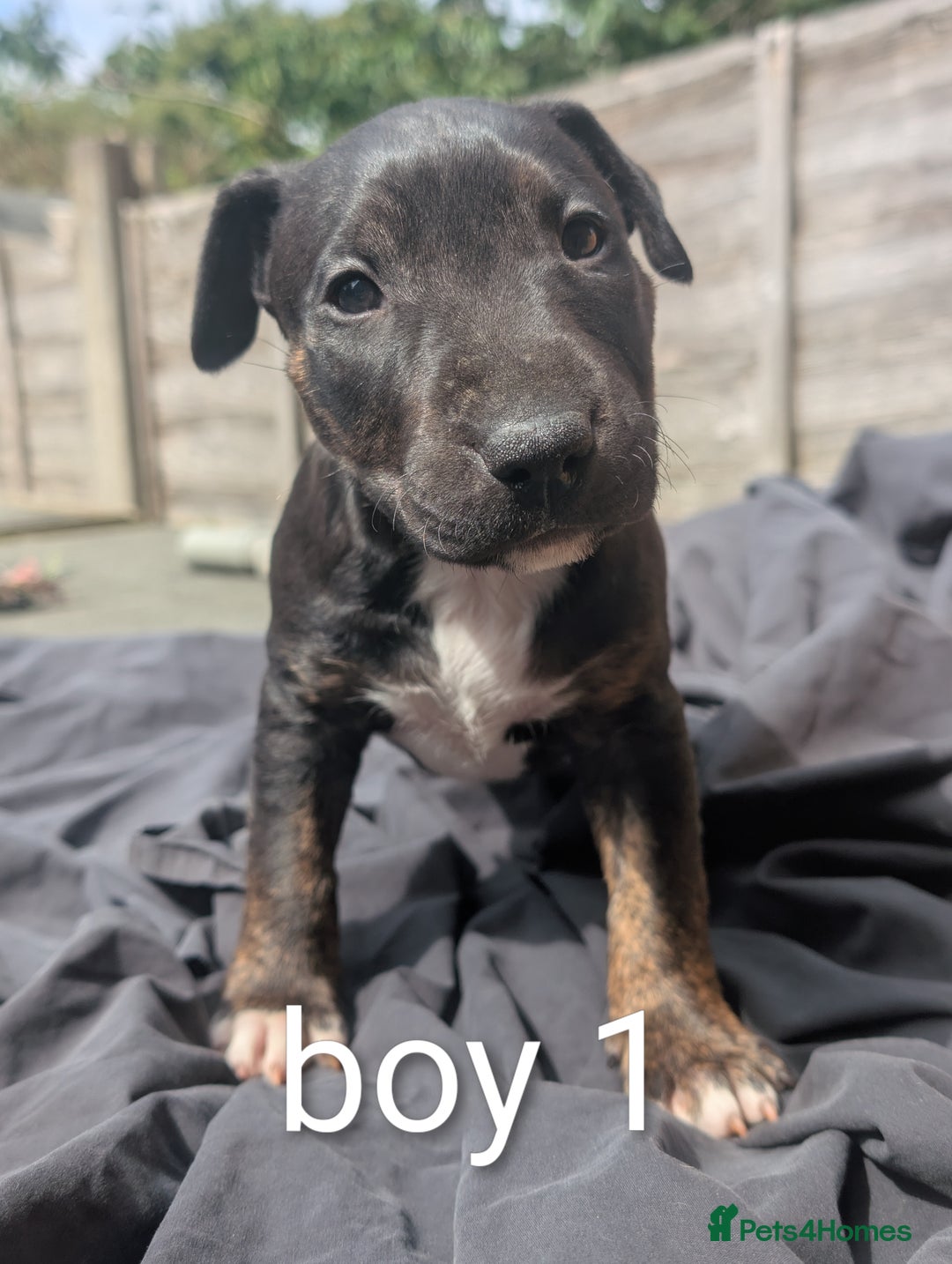 English Bull Terrier dogs for sale: Working line English bull terriers  - Image 11