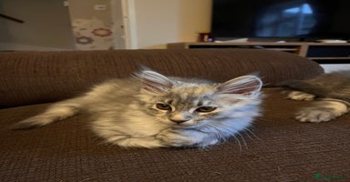 Maine Coon cats - Advert 12