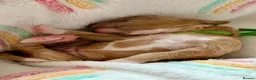 Cockapoo dogs for sale: 6x Toy Cockapoo Pups  - Advert 19