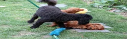 Miniature Poodle dogs for sale: Miniature Poodles in Northolt - Advert 10