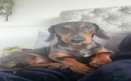 Dachshund dogs for stud: Stunning Otis for stud  in Mexborough - Image 5