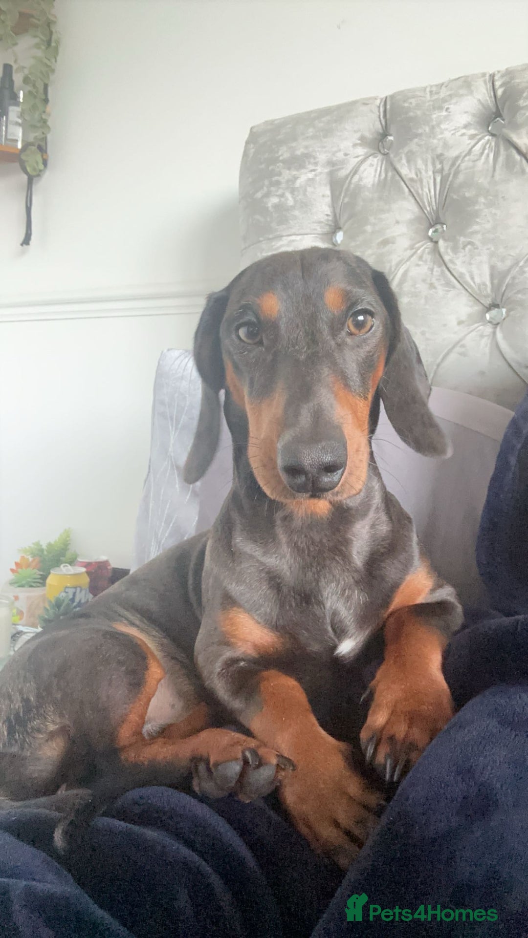 Dachshund dogs for stud: Stunning Otis for stud  in Mexborough - Image 5