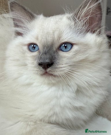 Free Kittens for sale | Pets4Homes