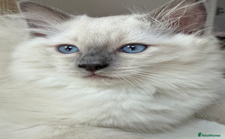 Ragdoll cats - Advert 3