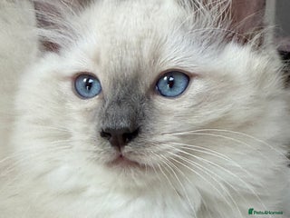 Ragdoll cats - Advert 17