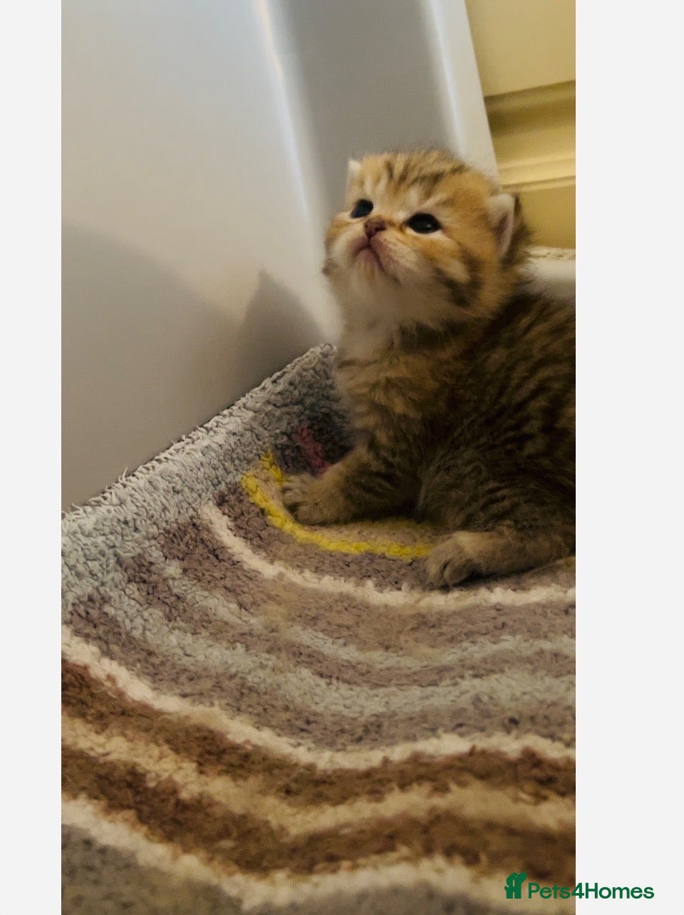 British Shorthair cats British Shorthairs  - Advert 1