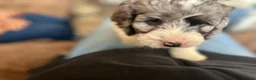 Cockapoo dogs for sale: Now Ready Gorgeous and Cheeky Cockapoo Puppies - Advert 7