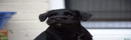 Miniature Schnauzer dogs for sale: Stunning litter of Miniature Schnauzers - Advert 5